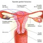 LIGAMENTO_DE_TROMPAS