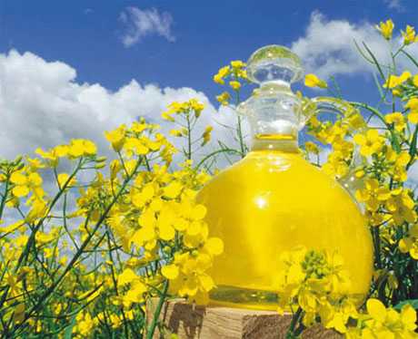 aceite de canola
