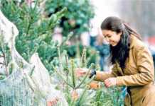 Comprar un árbol de navidad natural