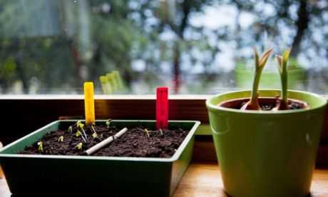 Bandeja semillera de esquejes Dónde plantar los esquejes de hojas