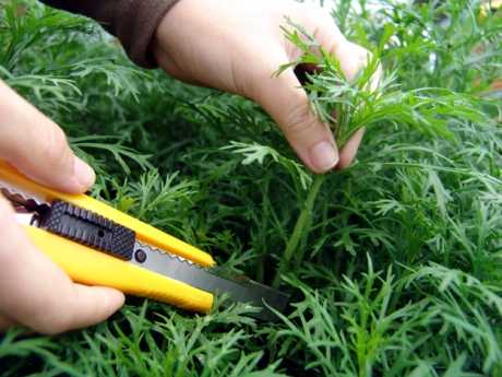 Cortar esquejes de hojas Cómo reproducir las plantas