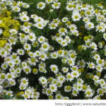 flores de manzanilla