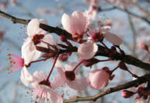 Consejos para evitar alergias en primavera