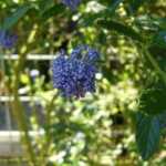 flores azules jardin