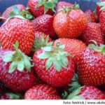 fresas