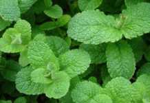 Menta para aliviar el dolor del síndrome de colon irritable