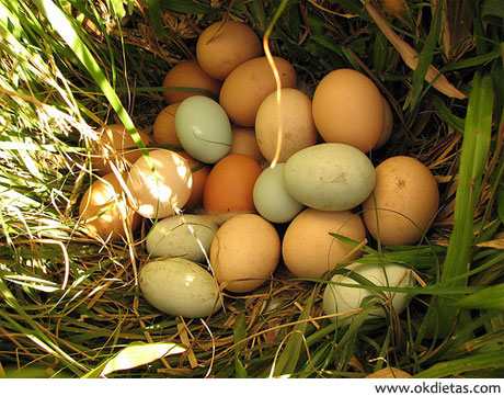 propiedades de los huevos