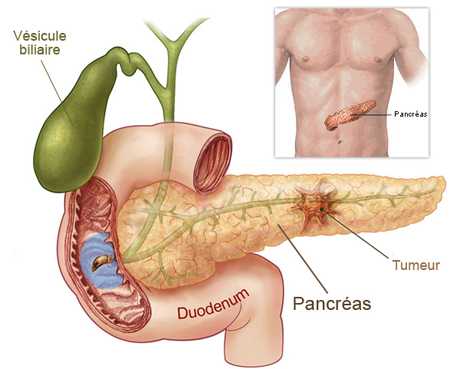 pancreas