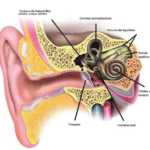 perdida de la audicion