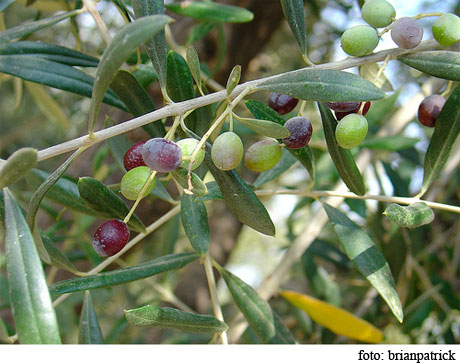 combatir hipertensión