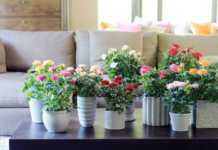Plantas de fácil mantenimiento para decorar el hogar Cuidados de las rosas