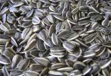 Las semillas de girasol y sus propiedades beneficiosas