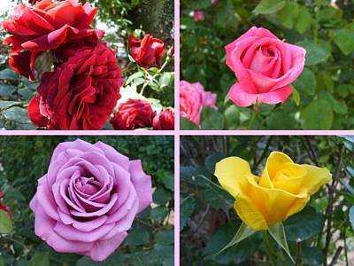 Rosas en el jardín