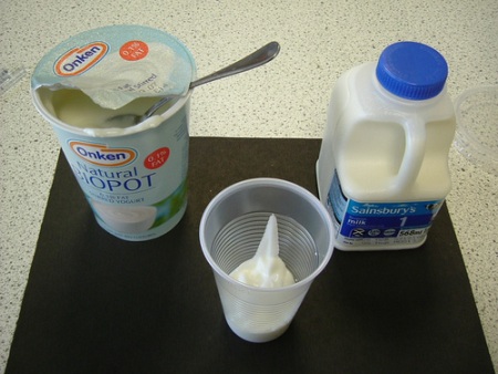 yogurt microorganismos